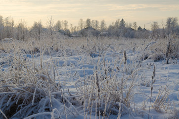 Fototapeta na wymiar Winter forest in the snow on the background of the village