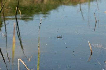 Männliche Glänzende Smaragdlibelle (Somatochlora metallica) im Flug