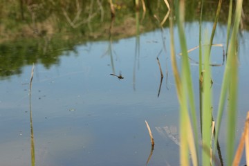 Männliche Glänzende Smaragdlibelle (Somatochlora metallica) im Flug