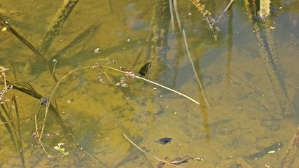 Männlicher Teichmolch (Lissotriton vulgaris) beim Luftholen im Teich