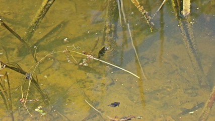 Männlicher Teichmolch (Lissotriton vulgaris) beim Luftholen im Teich