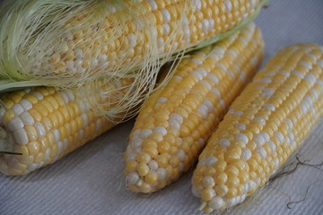 Close up photographs of ears of white and yellow corn