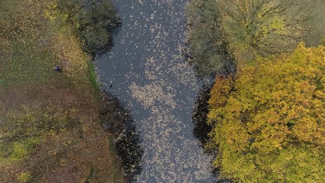 Falconry eagle flying across lake in autumn colours, aerial perspective 