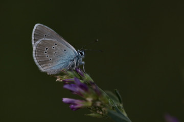 papillon et sa fleur