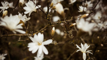 white flowers on a black background