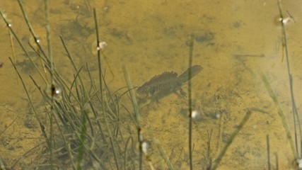 Männlicher Kammmolch (Triturus cristatus) im Teich