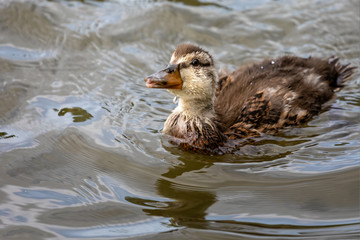 Close up of young Mallard duckling on water