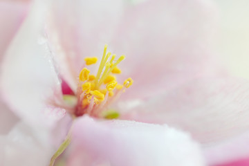 Obraz premium White-pink apple tree flower close-up, detailed macro photo. The concept of spring, summer, flowering, holiday. Image for banner, postcards.