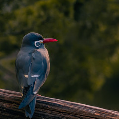 se libre como las aves 