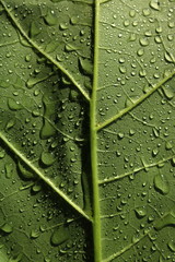 Bright green leaf zoomed in with rain drops