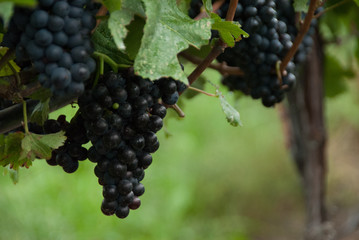clusters of grapes in a vineyard