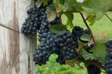 clusters of grapes in a vineyard