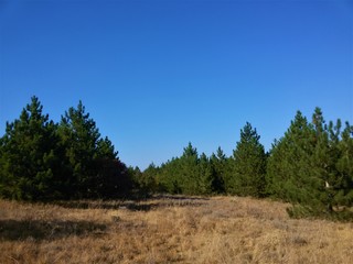 A clearing with dry grass in front of a pine forest