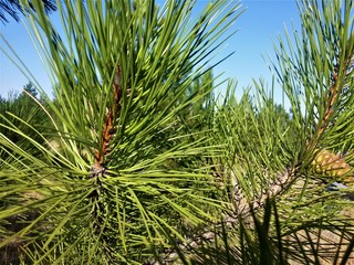 pine tree branches