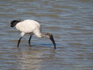 African sacred Ibis that moves on the water of the lagoon