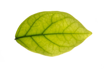 Fototapeta na wymiar Isolated leaf texture in White Background