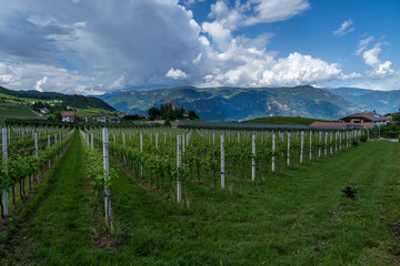 Fototapeta na wymiar The municipality of Appiano in South Tyrol in northern Italy.