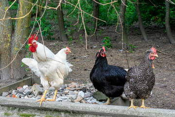 Portrait straight face front view of brightly colored cockerel. Close up of Rooster, cock. Colorful cock with a beautiful head a close-up. (rooster, Gallus, common cock, barnyard cock)