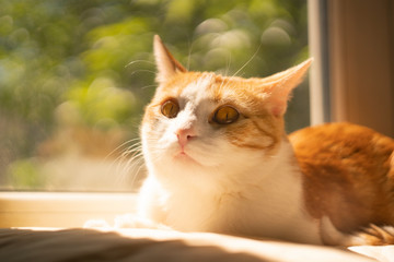 a cute ginger cat with red eyes sits on a windowsill. outside a sunny summer day