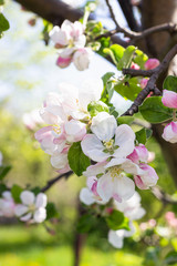 White and pink apple tree flowers in springtime. Blurred floral background. Apple blossom in early spring.
