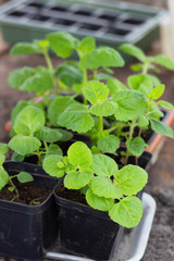 Seedlings in plastic pots. Green sprout, seedling, seedlings for the garden. Agriculture or garden concept.