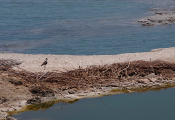 The coast of the dead sea against the backdrop of the mountains and the blue sky. 