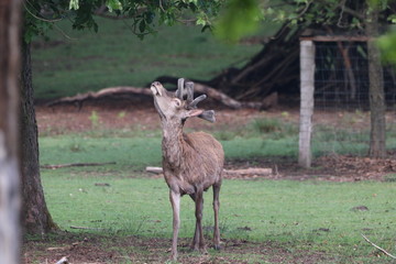 Hirsch schaut auf Baum