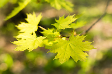 Fototapeta na wymiar Young green maple leaves on a branch. Beautiful background, bokeh. Forest landscape, solitude, tranquility