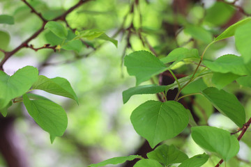 Fresh green leafs on a tree in spring time