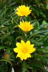 Obraz premium Gazanias amarillas
