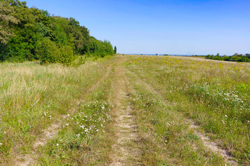 Endless Ukrainian field against the blue sky and green forest in the distance. 