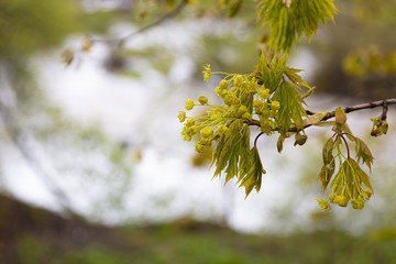 Maple tree branch with fresh green leaves and flowers, blurred background
