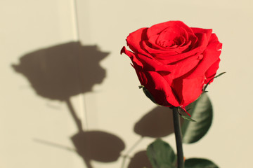 Red rose with a black shadow