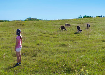 A girl looks at a herd of cows in a meadow.
