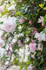 Beautiful pink flowers in the garden