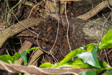 Western honey bee colony (Apis mellifera) in oak tree hollow - Davie, Florida, USA