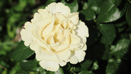 Cream rose, close-up. Beautiful large flower with cream colored petals.