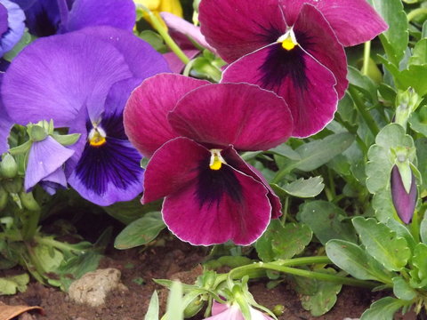 Toques 이미지 찾아보기 840 스톡 사진, 벡터 및 비디오 Adobe Stock