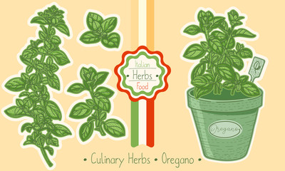 Food and culinary herb Oregano, hand-draw sketch illustration