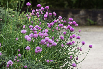 Fototapeta premium Allium schoenoprasum - bulbous ornamental plant with pink flowers, a plant for decorating urban flower beds