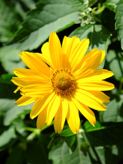 Arnica mountain, close-up. One beautiful yellow flower.