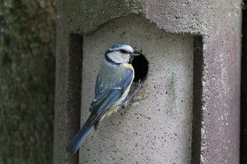 Blaumeise