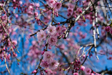 pink cherry blossom in spring