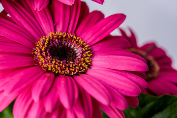 close up of pink gerber daisy