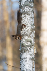 A squirrel climbs a birch trunk