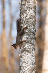A squirrel climbs a birch trunk