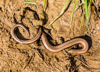 The blindworm (Anguis fragilis) lizard partly buried in the mud in the wild.
