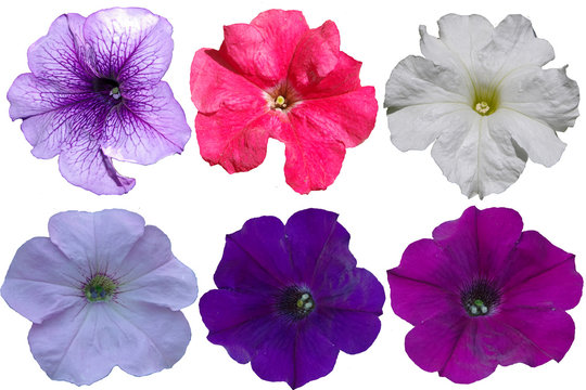 Multicolored petunia flowers on a transparent background 