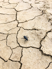Beetle in the Desert 