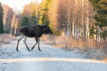 Wet cow moose walking on a forest road